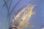 cyprinus carpio mirror cyprinus carpio mirror