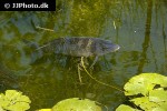 cyprinus carpio mirror cyprinus carpio mirror