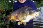 cyprinus carpio mirror cyprinus carpio mirror
