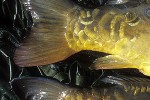 cyprinus carpio mirror cyprinus carpio mirror