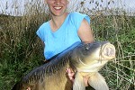 cyprinus carpio mirror cyprinus carpio mirror