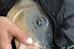 cyprinus carpio mirror cyprinus carpio mirror