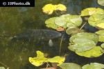 cyprinus carpio mirror cyprinus carpio mirror
