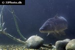 cyprinus carpio mirror cyprinus carpio mirror