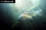 cyprinus carpio mirror cyprinus carpio mirror