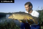 cyprinus carpio mirror cyprinus carpio mirror