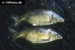 cyprinus carpio mirror cyprinus carpio mirror