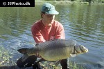cyprinus carpio mirror cyprinus carpio mirror