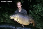 cyprinus carpio mirror cyprinus carpio mirror