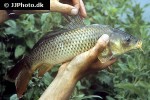 cyprinus carpio wild cyprinus carpio wild