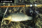 cyprinus carpio wild cyprinus carpio wild