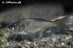 hypophthalmichthys molitrix hypophthalmichthys molitrix