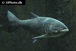 hypophthalmichthys nobilis hypophthalmichthys nobilis