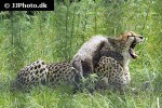 acinonyx jubatus cheetah acinonyx jubatus cheetah