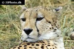 acinonyx jubatus cheetah acinonyx jubatus cheetah