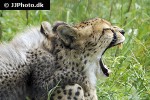 acinonyx jubatus cheetah acinonyx jubatus cheetah