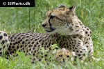 acinonyx jubatus cheetah acinonyx jubatus cheetah