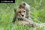 acinonyx jubatus cheetah acinonyx jubatus cheetah