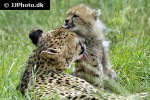 acinonyx jubatus cheetah acinonyx jubatus cheetah