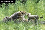 acinonyx jubatus cheetah acinonyx jubatus cheetah