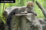 acinonyx jubatus cheetah acinonyx jubatus cheetah