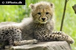 acinonyx jubatus cheetah acinonyx jubatus cheetah
