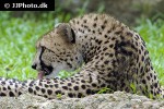 acinonyx jubatus cheetah acinonyx jubatus cheetah