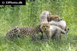 acinonyx jubatus cheetah acinonyx jubatus cheetah