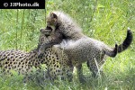acinonyx jubatus cheetah acinonyx jubatus cheetah