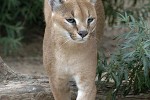 felis caracal caracal felis caracal caracal