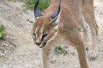 felis caracal caracal felis caracal caracal