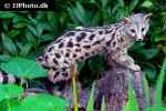 genetta genetta common genet genetta genetta common genet