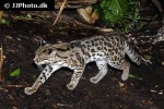 leopardus wiedi margay leopardus wiedi margay