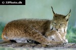 lynx lynx eurasian lynx lynx lynx eurasian lynx