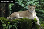 panthera leo lion panthera leo lion