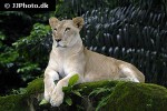 panthera leo lion panthera leo lion
