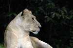 panthera leo lion panthera leo lion