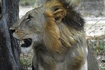 panthera leo lion panthera leo lion