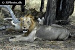 panthera leo lion panthera leo lion