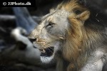 panthera leo lion panthera leo lion