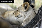 panthera leo lion panthera leo lion