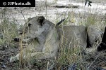 panthera leo lion panthera leo lion