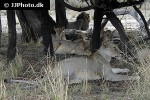 panthera leo lion panthera leo lion