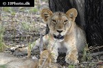 panthera leo lion panthera leo lion