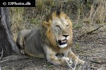 panthera leo lion panthera leo lion