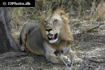 panthera leo lion panthera leo lion