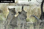 panthera leo lion panthera leo lion