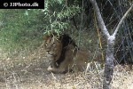 panthera leo persica asiatic lion panthera leo persica asiatic lion