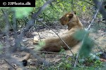 panthera leo persica asiatic lion panthera leo persica asiatic lion
