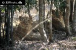 panthera leo persica asiatic lion panthera leo persica asiatic lion
